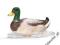 SCHLEICH Pływający kaczor new 2013 24DHL
