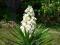 Yucca 'Ivory Tower' - Juka MROZOODPORNA !!! !!! !!