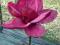 Magnolia 'Genie' - DUBELTOWA BORDOWA NOWOŚĆ !!!!!!