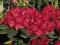 Rhododendron 'Busuki'