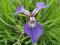 IRIS VERSICOLOR -  na rabatę lub nad oczko wodne