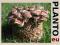 SHII-TAKE grzyby w ogrodzie SHIITAKE 3,5 kg