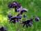 AQUILEGIA ORLIK PEŁNY CZARNY *OKAZJA* ŚLICZNY