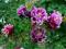 AQUILEGIA ORLIK PEŁNY RÓŻOWY *OKAZJA* ŚLICZNY