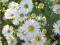 Aster krzaczasty Kristina - biały C0,5