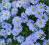 Aster krzaczasty Silberblaukisse  jasnoniebie C0,5