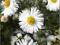 Aster nowobelgijski White Ladies biały C0,5