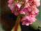 Bergenia grubolistna - różowy C0,5