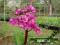 Bergenia sercowata - ciemnoróżowa C0,5