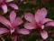 Magnolia liliflora 'Orchid' - STORCZYKOWA MAGNOLIA
