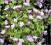 Cymbalaria murowa - fioletowa C0,5