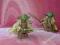 STAR WARS FIGURKA YODA EPISODE II