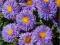 Przymiotno ogrodowe Azure beauty - fioletowy C0,5