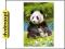 dvdmaxpl CASTOR 500 PANDA 51519 (PUZZLE)