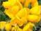 Szczodrzeniec wczesny Allgold żółty C1,5 20-60cm