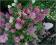 Hortensja bukietowa Sundae Fraise C2 20-60cm
