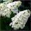 Hortensja dębolistna Snow Queen C3 20-30cm