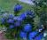 Hortensja ogrodowa Adria niebieska C3 40-60cm