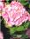 Hortensja Pink - różowy C5 20-60cm