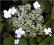 Hortensja pnąca C_12 _100-120cm