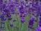 LAWENDA PIĘKNE FIOLETOWE KŁOSY-SADZONKI NAJTANIEJ!