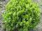 BUKSZPAN SUFFRUTICOSA BUXUS SEMPERVIRENS - KULA