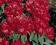 Rhododendron 'Brisanz' - Różanecznik CZERWONY !