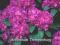 Rhododendron 'Alfred' - Różanecznik *PURPUROWY*