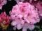 Rhododendron 'Cheer' - Rododendron JASNY RÓŻ !!
