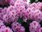 Rhododendron 'Graffito' - Różanecznik NOWOŚĆ ! ! !