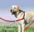Szelki Easy Walk 60cm ActiveDogs Nowa Marka