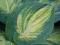 Hosta 'Great Expectations' Funkia WIELKIE NADZIEJE
