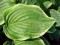 FUNKIA - Hosta 'Fragrant Bouquet' PROMOCJA !!! !!!