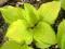 Hosta 'Paradise Island' - Funkia RAJSKA WYSPA !!!