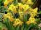 Iris pumila 'Gleaming Gold' - Kosaciec niski