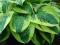 Hosta 'Wide Brim' - FUNKIA ZIELONO KREMOWA ! ! ! !