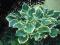 Hosta 'Sagae' - FUNKIA NIEBIESKO KREMOWA