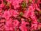 Azalea japonica 'Allotria' - Azalia japońska (1)