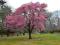 Prunus 'Okame' - NIESAMOWITA WONNA Wiśnia !!!