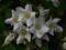 Weigela florida 'Candida' - Krzewuszka cudowna