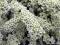 Spiraea cinerea 'Grefsheim' - Tawuła szara !! !!