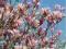 Magnolia x soulangiana 'Amabilis'  POŚREDNIA