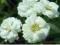 KRWAWNIK KICHAWIEC THEA PEARL ACHILLEA PTARMICA