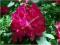 Różanecznik rododendron 