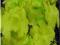 Żurawka Citronelle - liście żółto-zielone C2