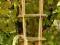 DRABINKA BAMBUSOWA pa 60cm /10szt/ podpora bambus
