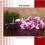 RED DREAM - MATEUSZ JAROSZ CD