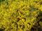 Genista lydia - Janowiec lidyjski KWITNĄCY DYWAN!
