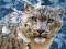 1500 EL. SNOW LEOPARD CASTOR [Poznan]