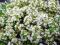 Thymus serpyllum 'Albus' - Macierzanka piaskowa